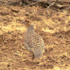 Grey francolin