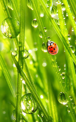 Ladybug Live Wallpaper