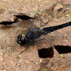 Banded Groundling male