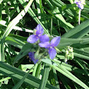 dwarf purple iris