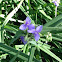 dwarf purple iris