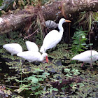 Great Egret, White Ibis