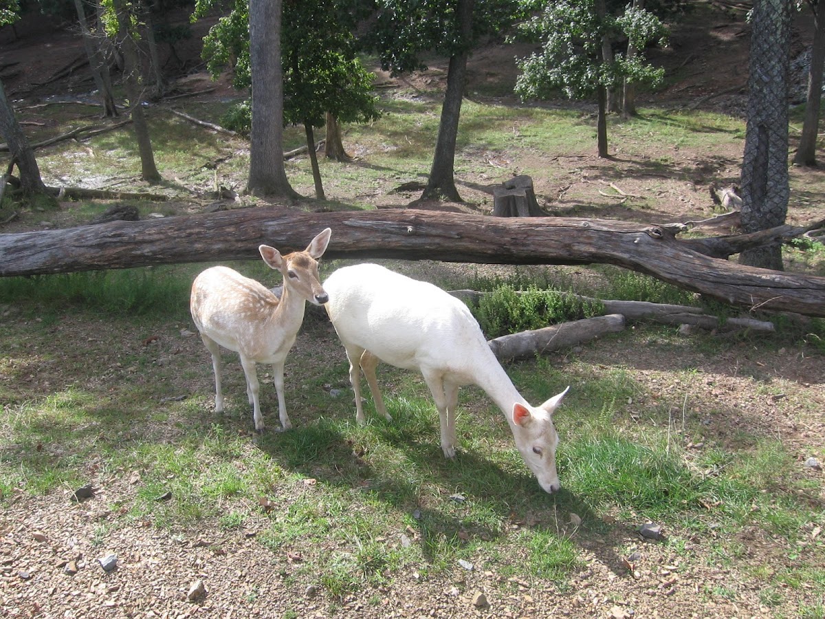 European Fallow Deer