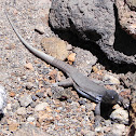 Tenerife Lizard