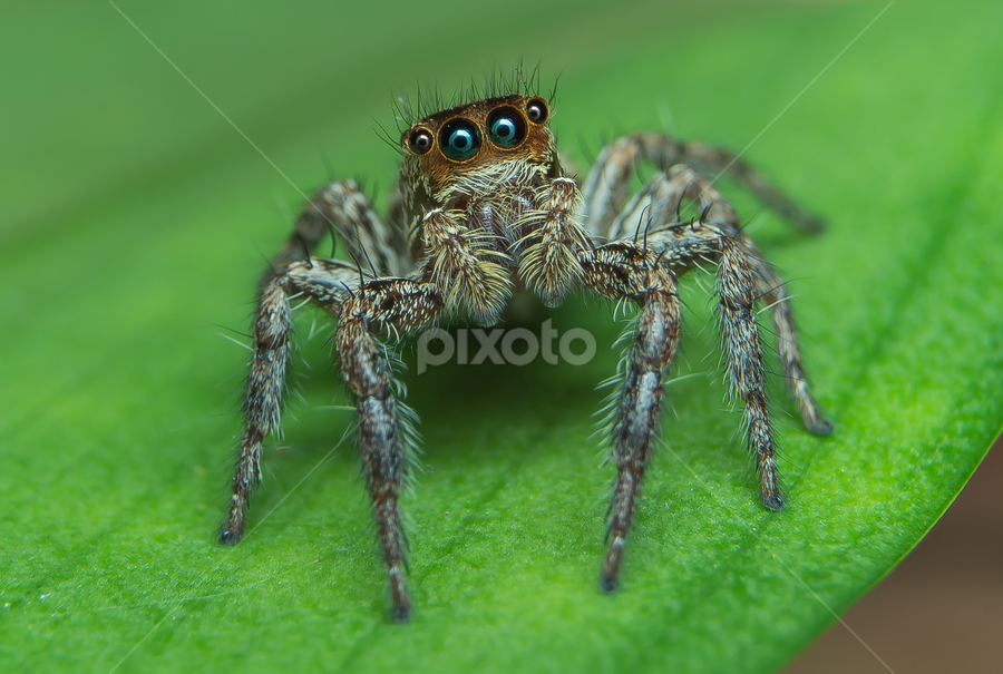 Look at me by Muhd Shahjeehan - Animals Insects & Spiders
