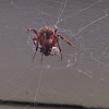 spider, with prey