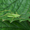 Oak Bush-cricket