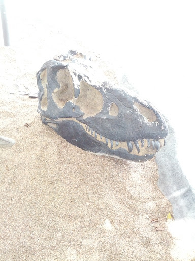 T-rex Skull