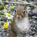 Eastern Gray Squirrel