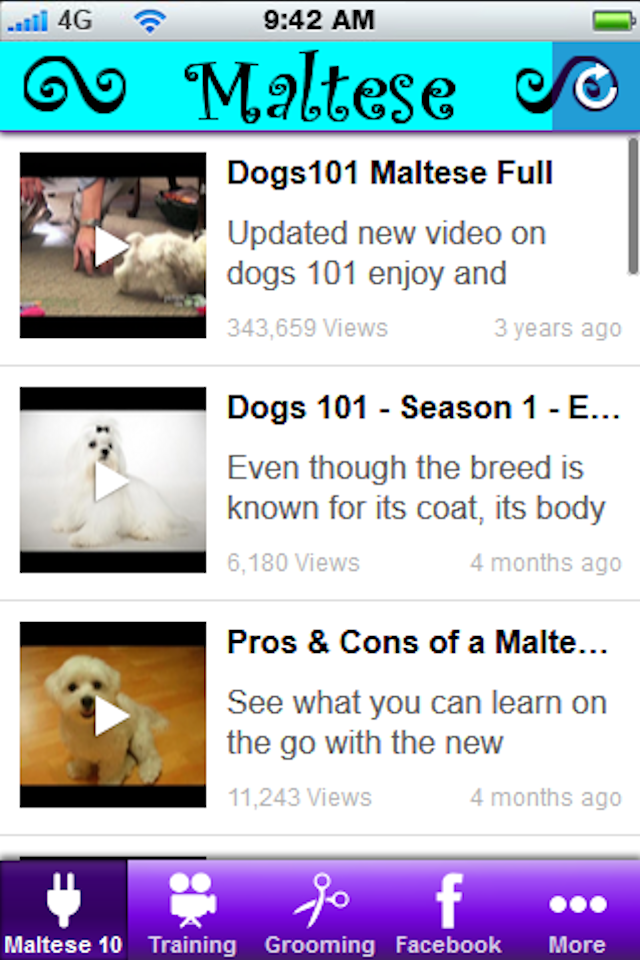 Maltese + Screen 2