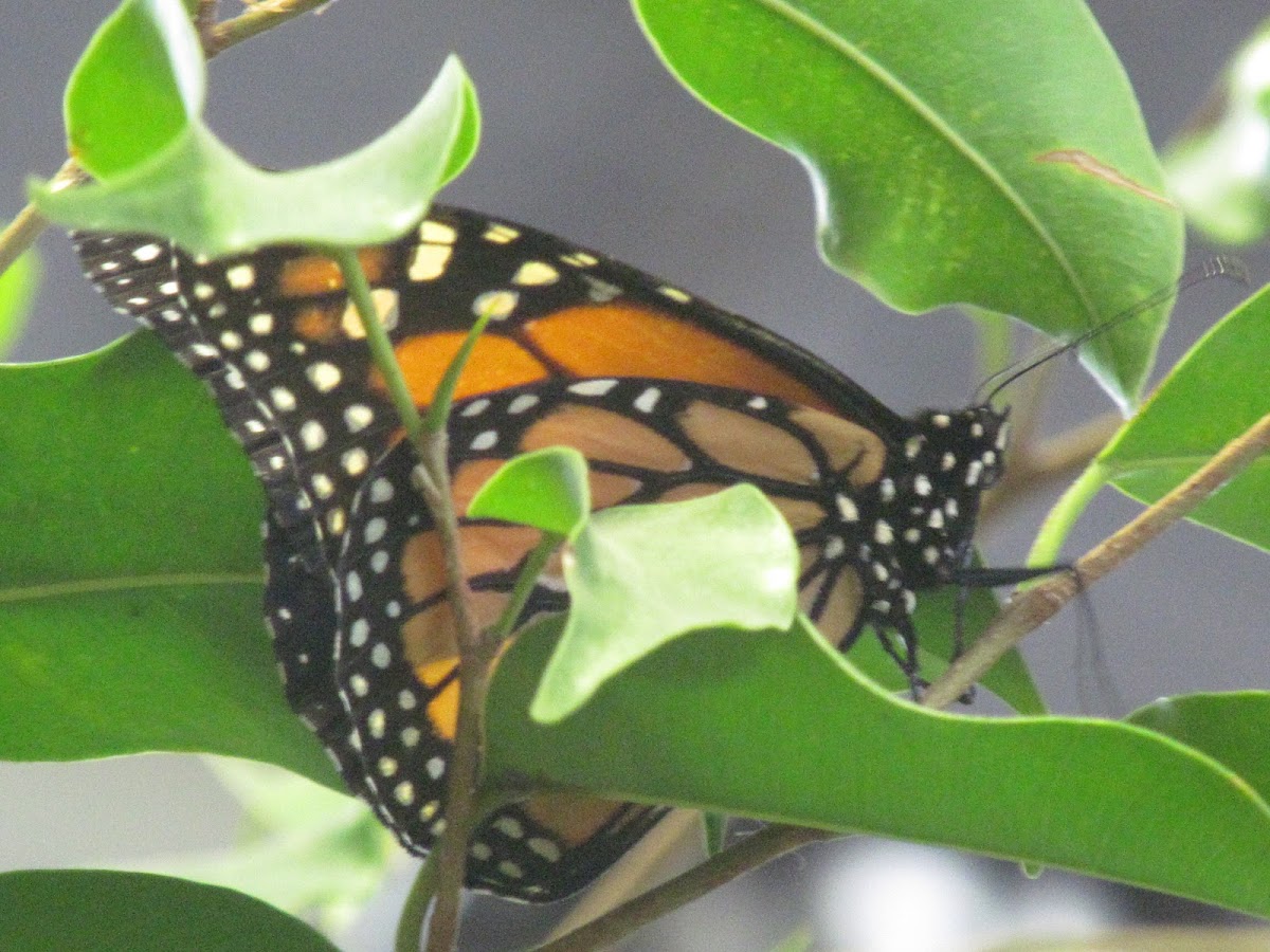 Monarch (female)