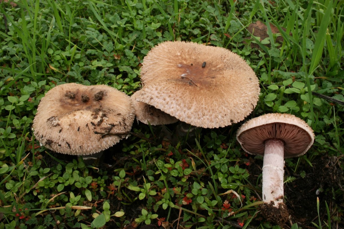 Brown Field Mushroom Project Noah
