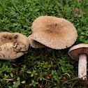 Brown Field Mushroom