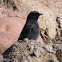 Black Redstart; Colirrojo Tizón