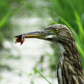 Pond Heron by Apu Jaman - Animals Birds