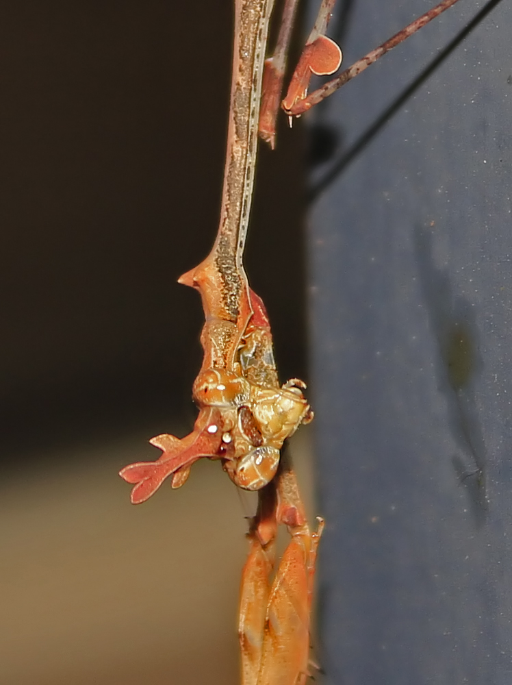Cryptic mantis