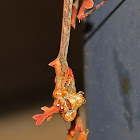 Cryptic mantis
