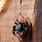 Redback jumping spiders (Phiddippus johnsoni)