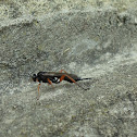 Parasitic wasp (female)