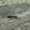 Parasitic wasp (female)