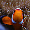 Percula clownfish