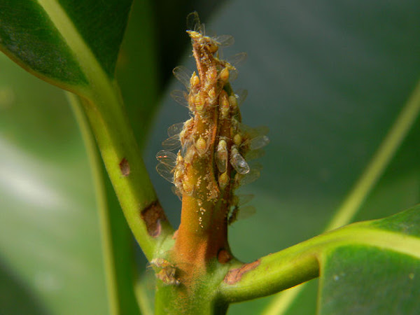 jumping plant lice (Calophyllum Psyllid?) | Project Noah