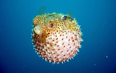 Fish Wallpaper Screenshots 9