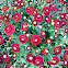 Chrysanthemum (red)