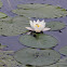 European White Waterlily, White Lotus, or Nenuphar