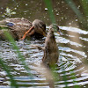 American Black Duck