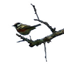 Chestnut-sided Warbler (male)