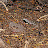 Canyon spotted whiptail