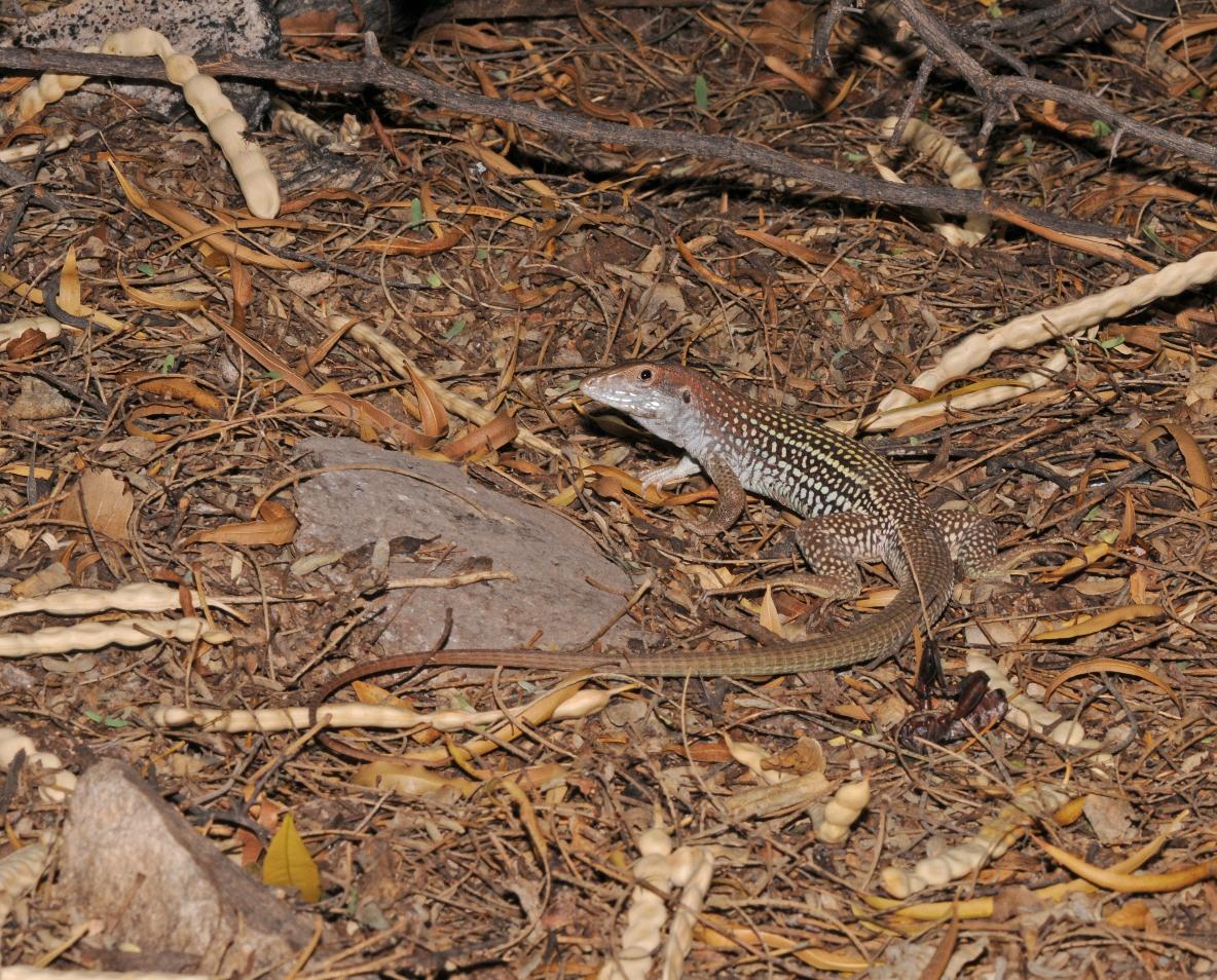 Canyon spotted whiptail