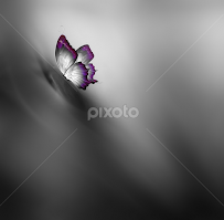 Maya by Josep Sumalla -  