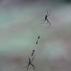 Common orb-web spiders