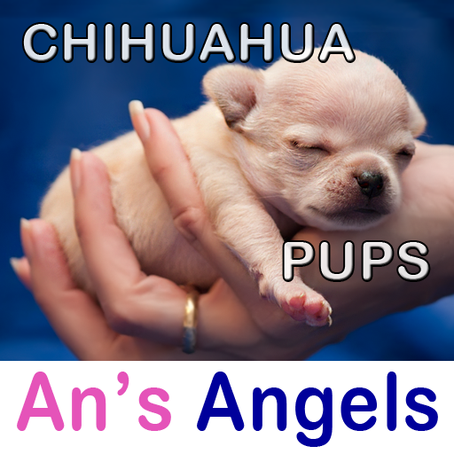 Chihuahua Pups LOGO-APP點子