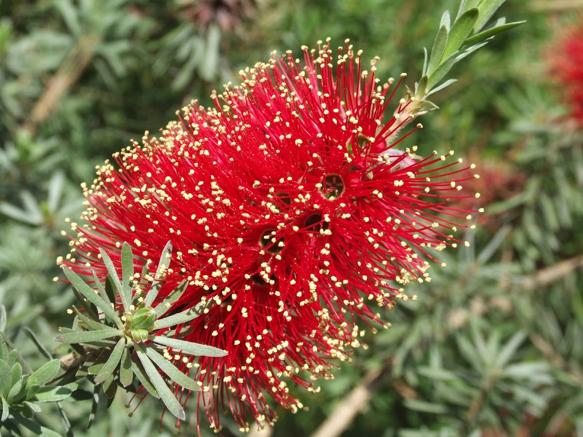 Scarlet Tipped Bottlebrush