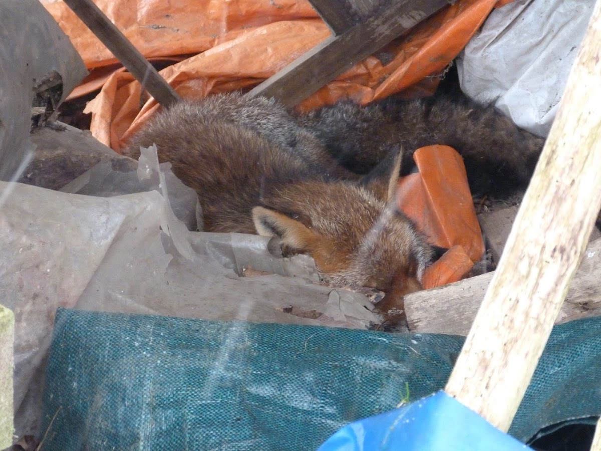 Red fox (dead)