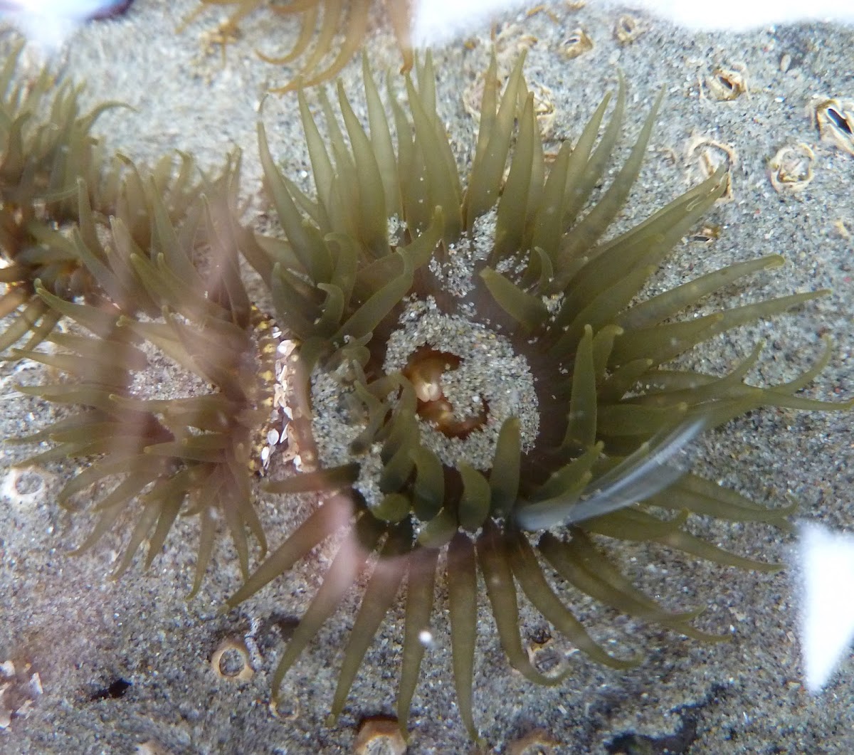 Green sea anemone