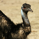 Common Emu