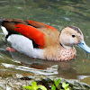 Ringed teal