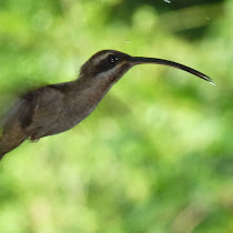 Birds of Panama and Costa Rica