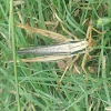 Two striped slant faced grasshopper