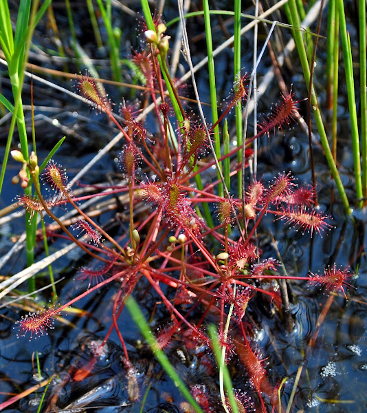 SpoonLeaf Sundew Project Noah