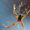 Orb Weaver Spider