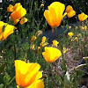 California Poppy 
