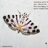 Crambidae Spilomelinae
