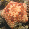 Pincushion sea star