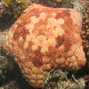 Pincushion sea star