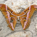 Eri Silk Moth
